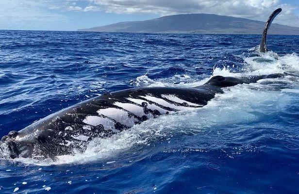 2 Hour Prime Time Maui Whale Watching 
