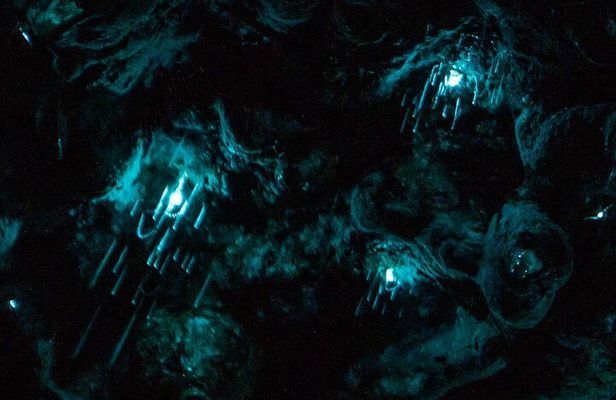 Auckland Glowworm Tours