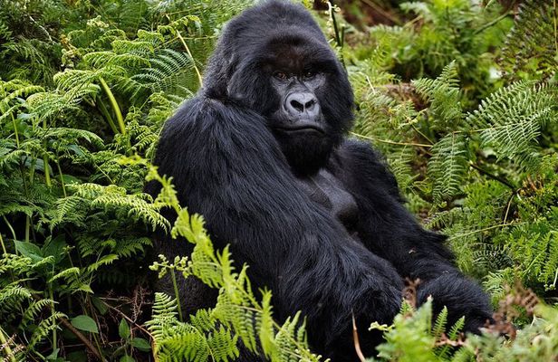 2 Days Gorilla & Golden Monkey Trekking Safaris