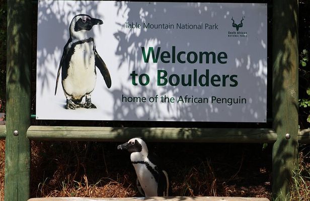 Cape Point Cape of Good Hope and Penguins Private Tour