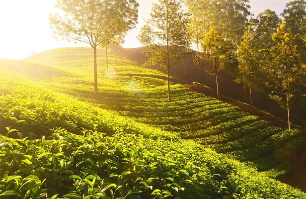 Mesmerizing Munnar: A Journey Through Paradise