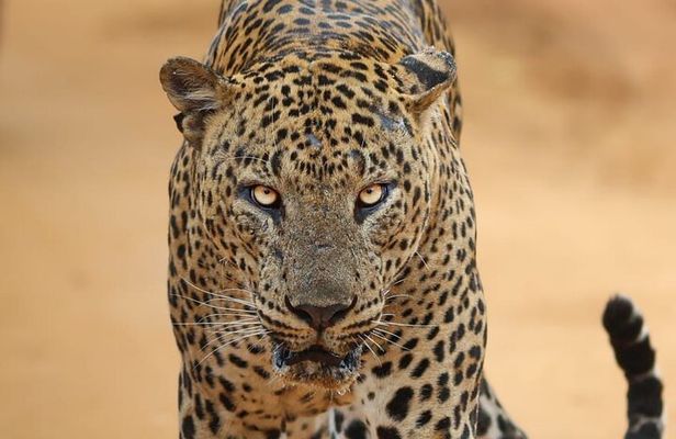 Yala National Park Morning or Afternoon Leopard Safari