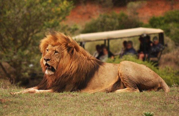 Full-Day Addo Park and Schotia Game Reserve (Open 4x4 Vehicle)