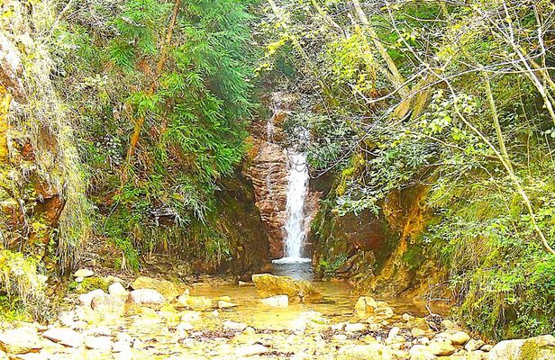 Private Historic Road Hike in the Healing Forest of Arima