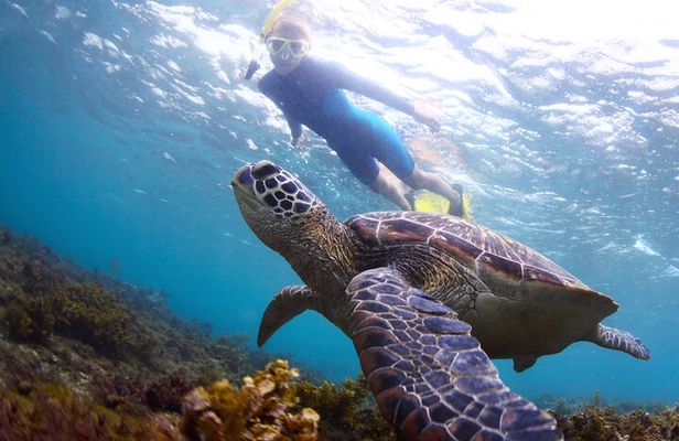 Snorkel with Turtles
