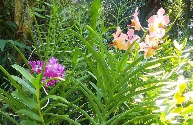 Half-Day Nadi Tour: Lookout, Temple & Village