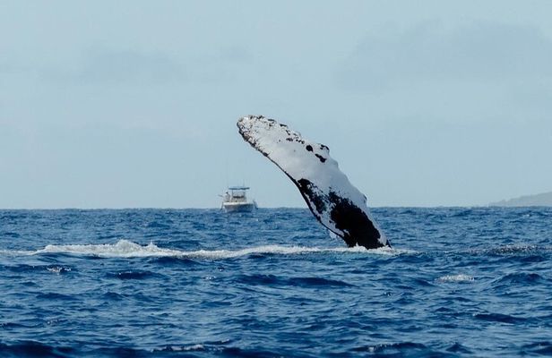 Private Kealakekua Bay Snorkel with Dolphin Watch