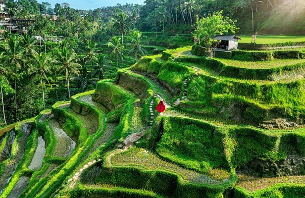 Private Full Day Tour in Ubud