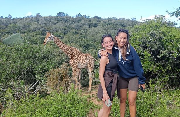 Addo Elephant National Park and Giraffe Walk Tracking Safari