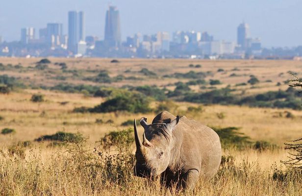 Shared Nairobi National Park Safari Tour