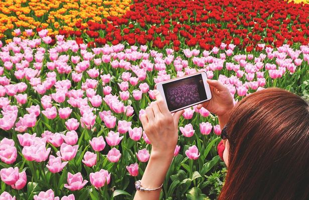 Keukenhof, Zaanse Schans and Volendam Small Group Tour