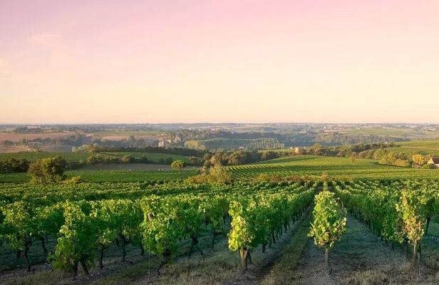 Côte de Nuits Half Day Wine Tour from Dijon