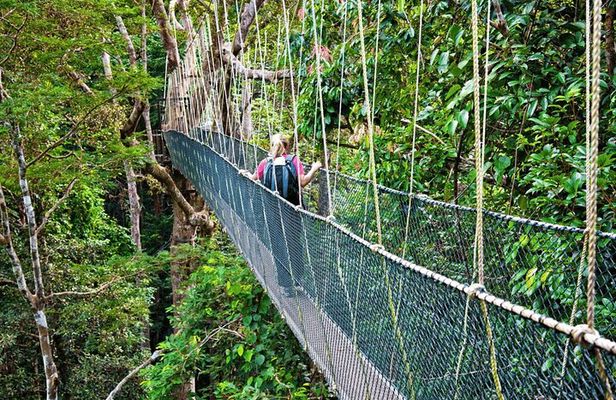 From Kuala Lumpur Taman Negara Day Trip With Lunch