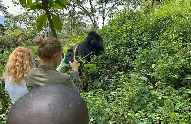 1 Day Gorilla Tracking Trip, Bwindi Impenetrable National Park
