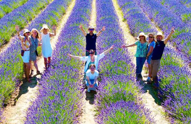 Provence Lavender Fields Tour from Aix-en-Provence