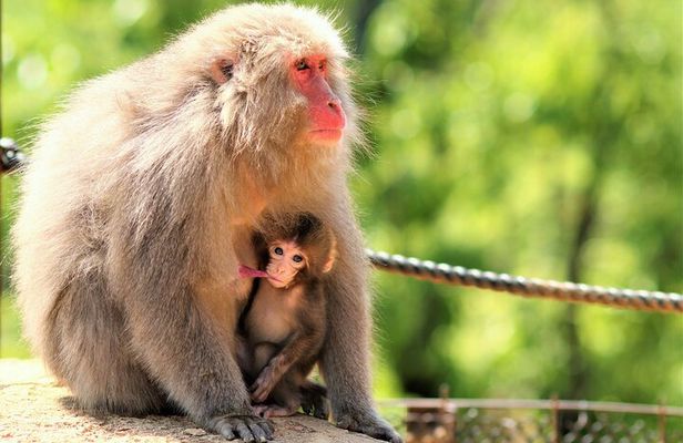 4 Hours Arashiyama and Arashiyama Monkey Park Tour