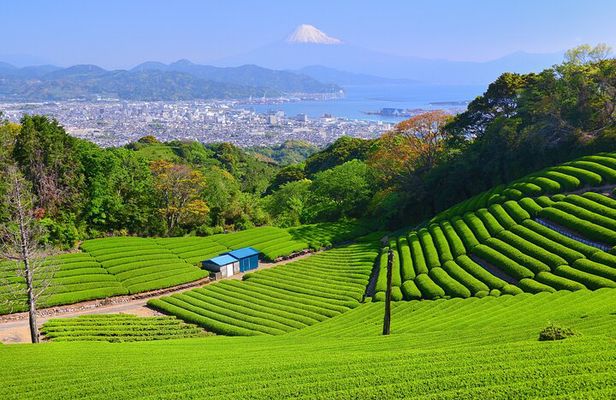 Private Shizuoka Tour from Shizuoka Station / Van Taxi