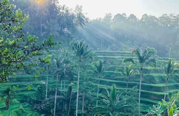 All Inclusive: Monkey Forest, Rice terrace, Holly Spring Temple