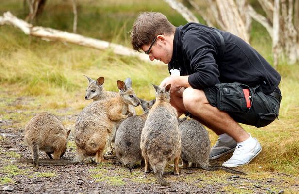 3 Day Combo: Great Ocean Road, Penguin Parade and FREE City Tour