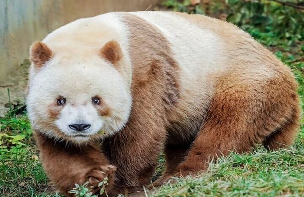 Private Half-Day tour of Xi'an Panda and 4 rare species Center