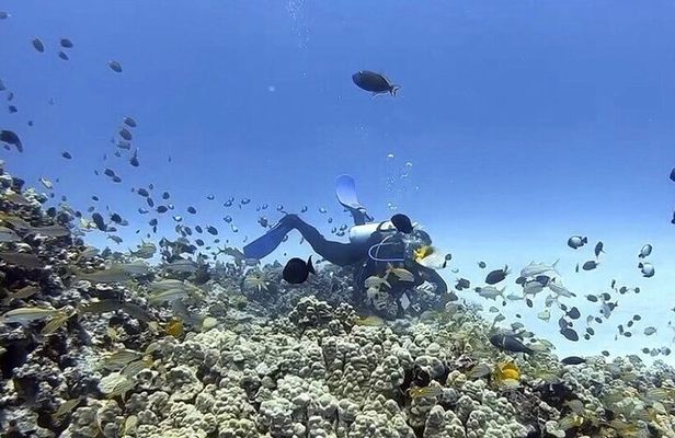 Guided Shore Dive or Refresher Dive