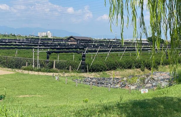Kyoto Walking Series: Green Tea and Aristocratic Culture in Uji