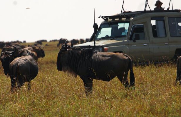 3 Days Masai Mara Group Joining Budget Safari