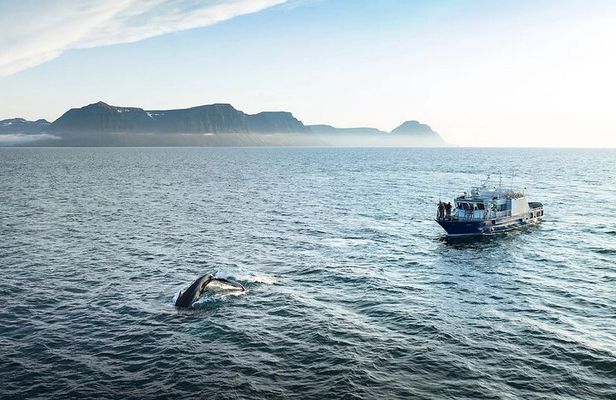 Westfjords Whale Watching