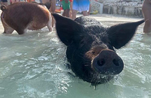 All Inclusive Pig Encounter, Snorkeling, Turtles, Lunch & Beach