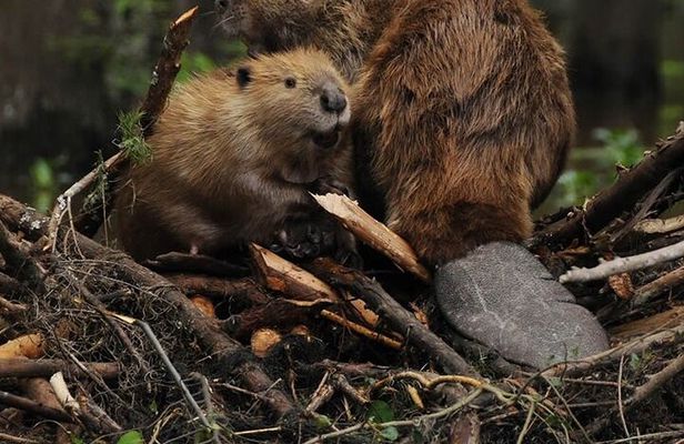 Beaver Sighting with Dinner off Lake Fagnano