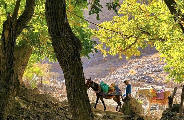 Atlas Mountains : Cooking Class with a Local Family