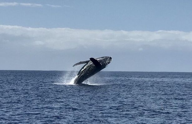Winter Whale Watching Adventure in Kauai