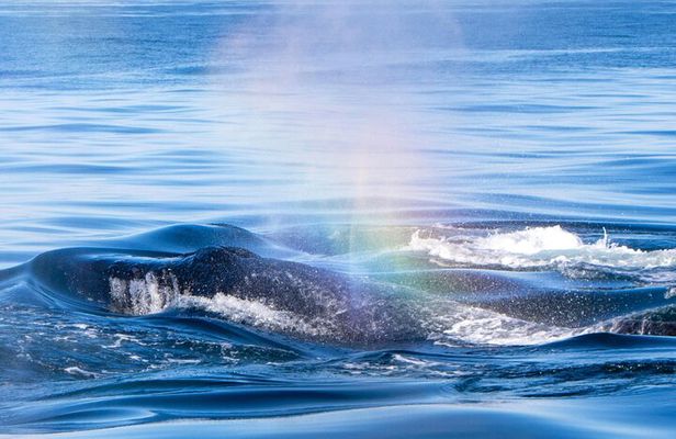 West Oahu Whale Watch & Turtle Snorkel with Whale Guarantee