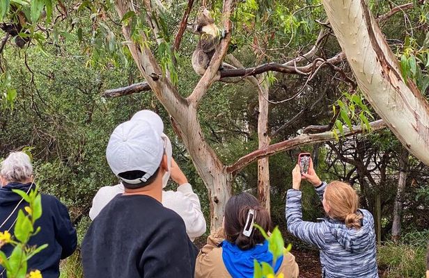 Great Ocean Road Small-Group Eco Tour from Melbourne