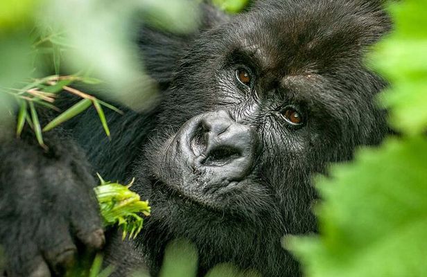 2 Day Gorilla Trekking and Dian Fossey Museum