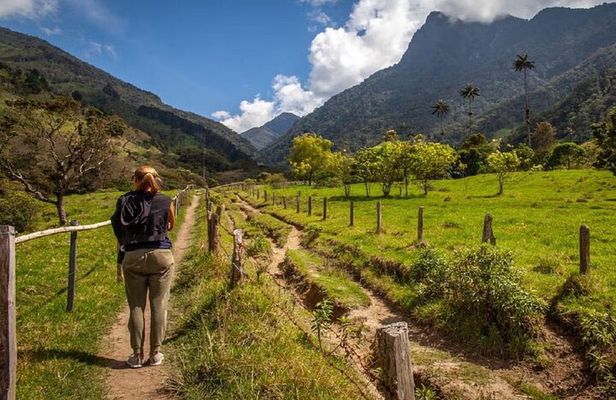 Cocora Valley Hiking Tour with Lunch