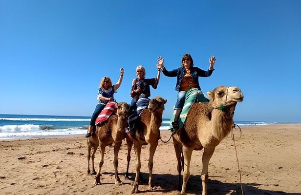 camel rights in Tangier