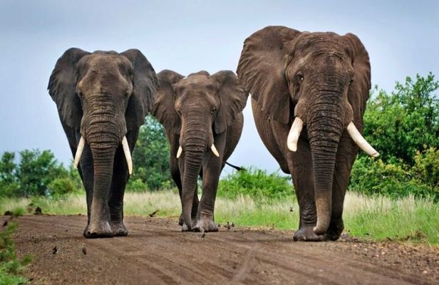 Day Trip Private Safari in Akagera Park with hotel pickup