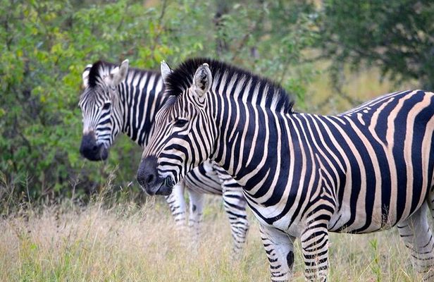 2 Day Private Safari in Akagera Park with hotel pickup