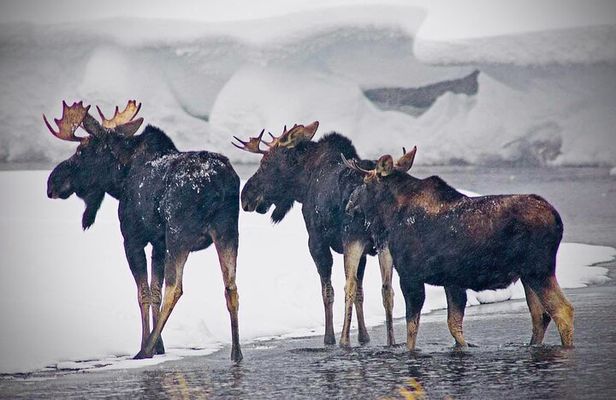 Winter Wildlife Safari in Yellowstone National Park