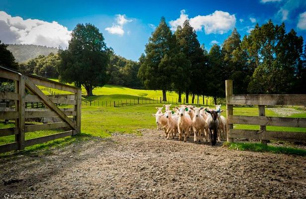 Sheep Shearing and Auckland City Highlights Tour with Lunch