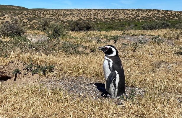 Shore Tour : Punta Tombo Essential Back To Ship Guarantee