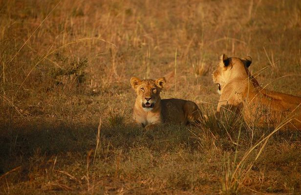 7 Day Budget Safari Maasai Mara Nakuru Naivasha and Amboseli