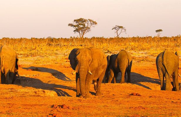 Full-Day Trip from Victoria Falls to Hwange National Park