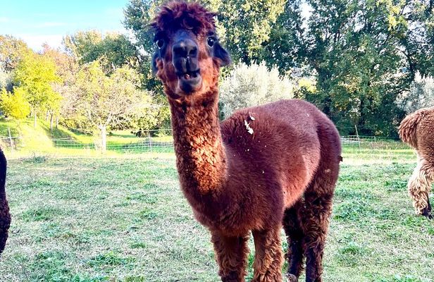 Tour of the Alpacas and the pigs of Cinta Senese in Montepulciano