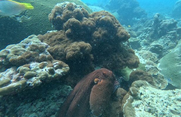 Phuket: Stunning Night Dive from the shore