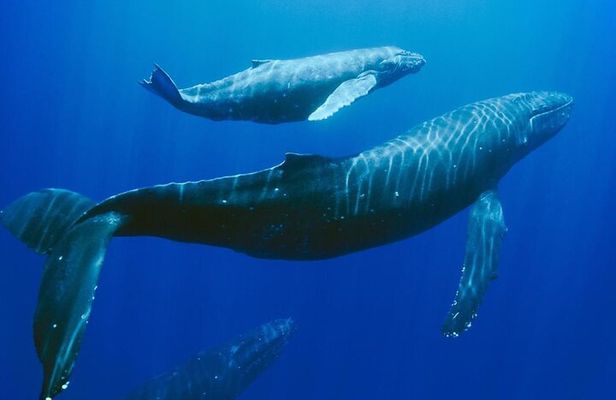Mauritius Dolphin Swim & Whale Tour | Shared Speed Boat