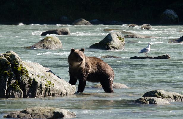 4 hours Haines Chilkoot Wilderness and Wildlife Tour