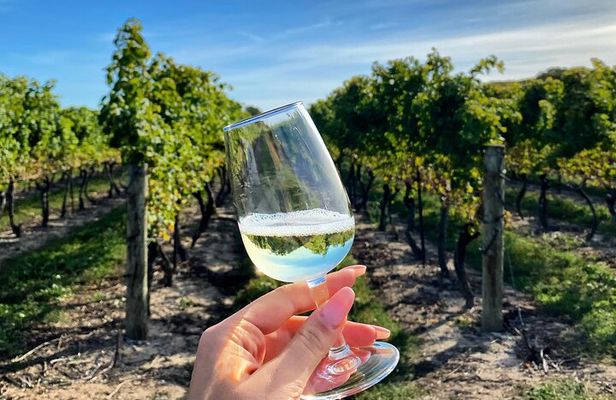 A Delightful Afternoon Wine Tour: 4 Wineries & Charcuterie