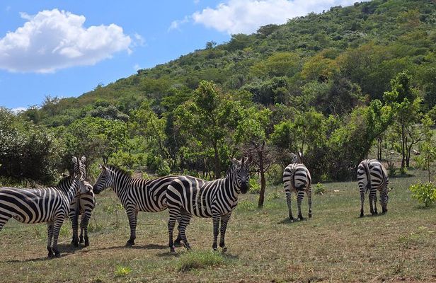 2 Day Akagera National Park with Boat Ride on Lake Lhema